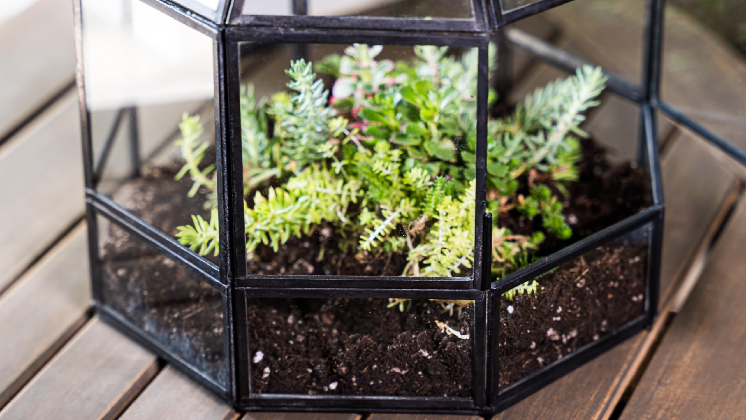 Handmade Large Glass Terrarium for Birds & Plants - 10