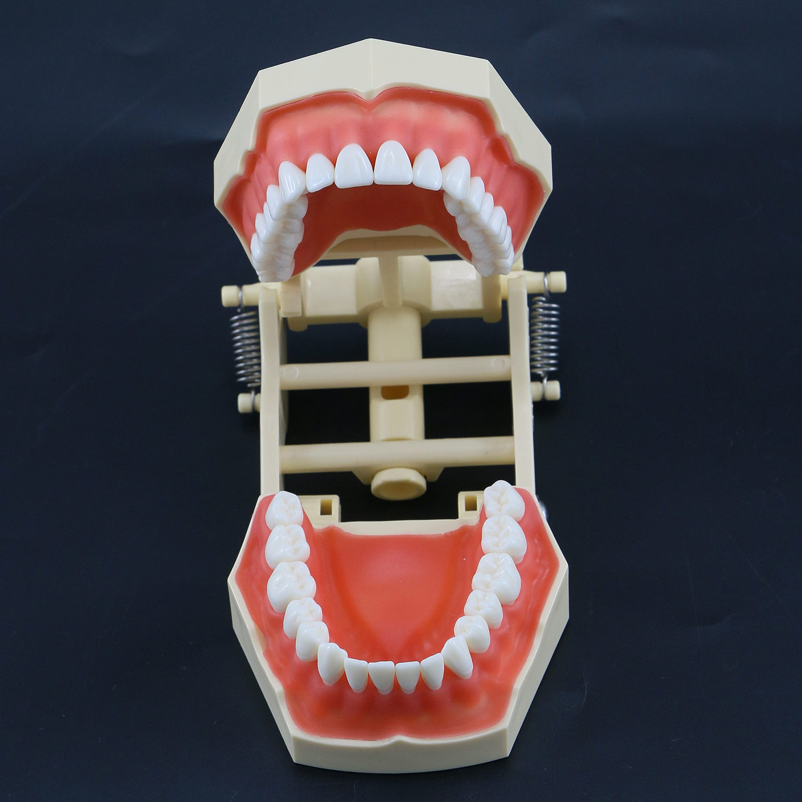 Standard Typodont Dental Model with 32 Removable Teeth - Ideal for Dental Technician Practice, Student Study & Clinical Demonstration - Soft Gum Realistic Training Aid for Dental Schools & Professionals