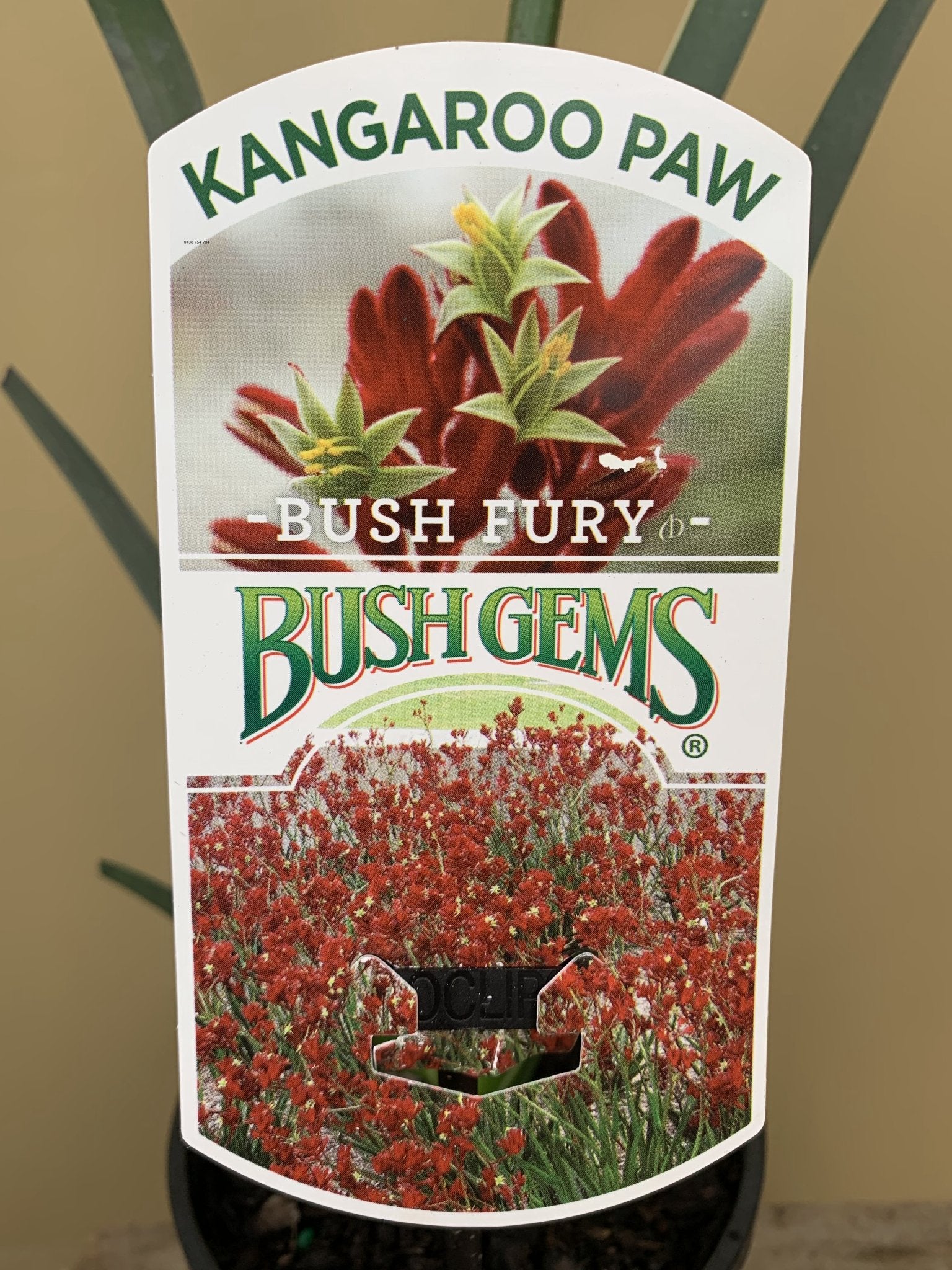 Anigozanthos 'Bush Fury' Kangaroo Paw Plant - Vibrant Red Blooms, Drought-Tolerant Perennial for Gardens, Landscaping & Cut Flower Arrangements