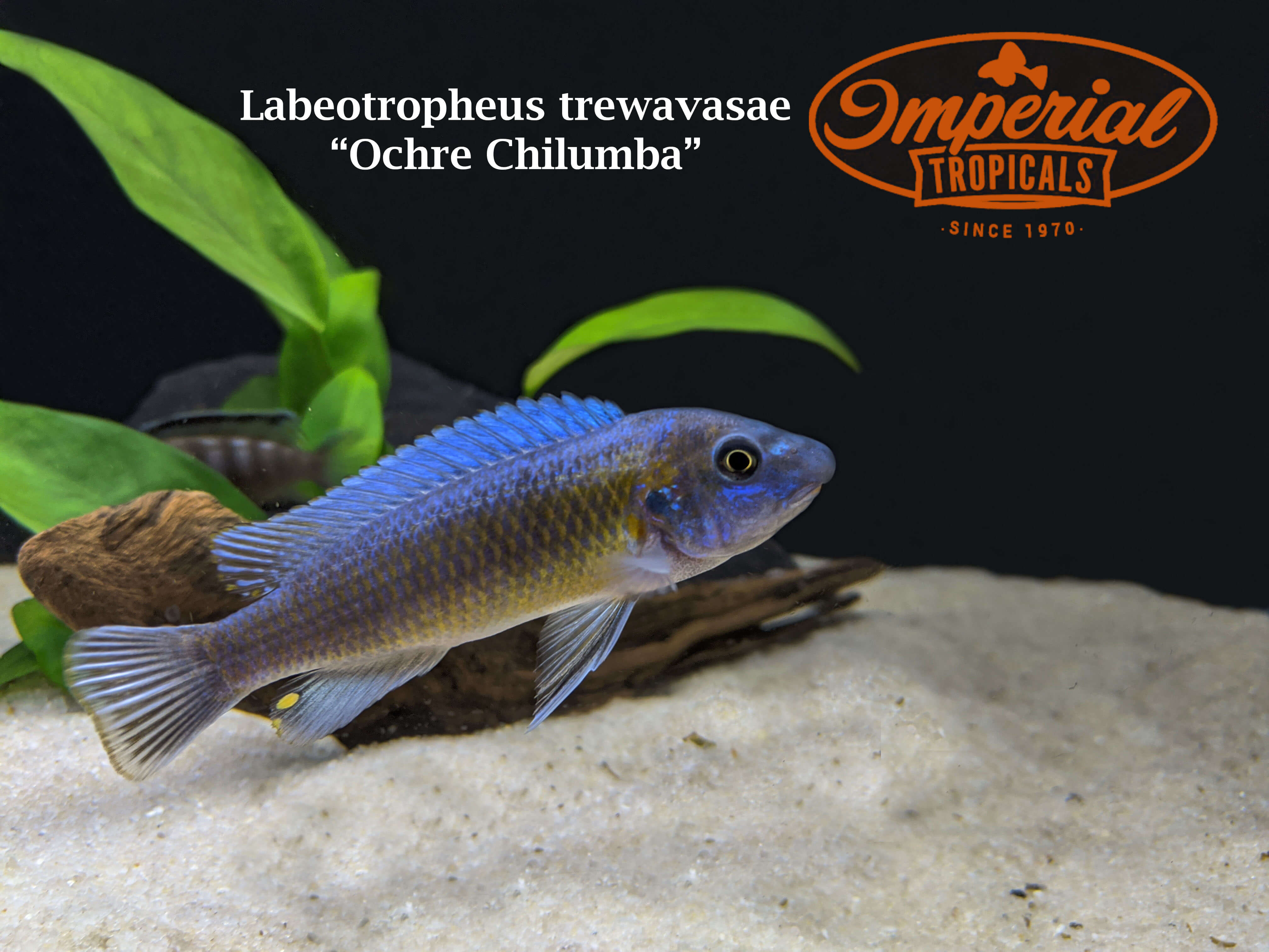 Ochre Cichlid Labeotropheus Trewavasae - Rare African Cichlid Fish for Aquariums & Fish Tanks - Perfect for Freshwater Aquascaping and African Cichlid Enthusiasts