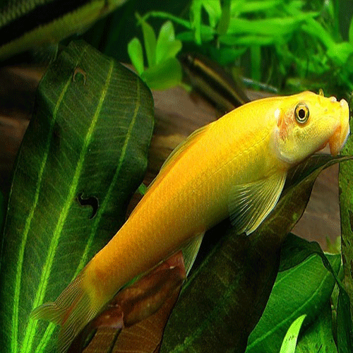 Golden Algae Eater Fish for Freshwater Aquariums – Perfect for Cleaning Tanks & Controlling Algae Growth