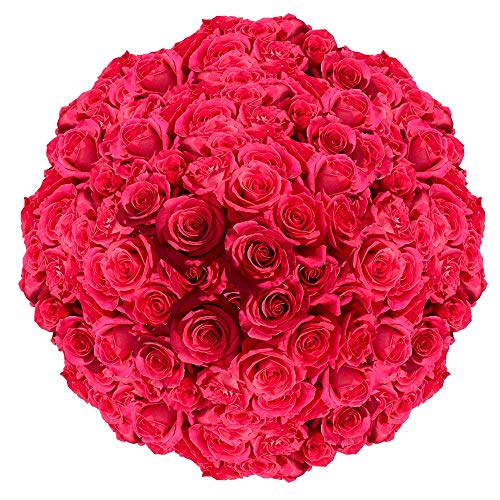 100 Fresh Cut Dark Pink Roses - Long Stem Premium Flowers for Birthdays, Weddings & Anniversaries - Perfect for Romantic Gifts, Wedding Centerpieces & Home Decor