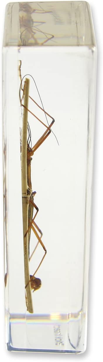 Acrylic Walking Stick Paperweight - Elegant and Functional Office Desk Decor for Gifts, Collectors, and Home Decoration | Perfect for Retirement, Birthday, and Anniversary Presents