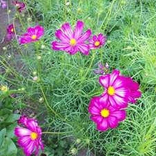 Cosmos 'Picotee' Flower Seeds - Magenta Pink & Rose Edged Blooms, Grows 3-5 Feet Tall (200 Seeds) for Garden Borders, Cut Flowers & Pollinator Gardens
