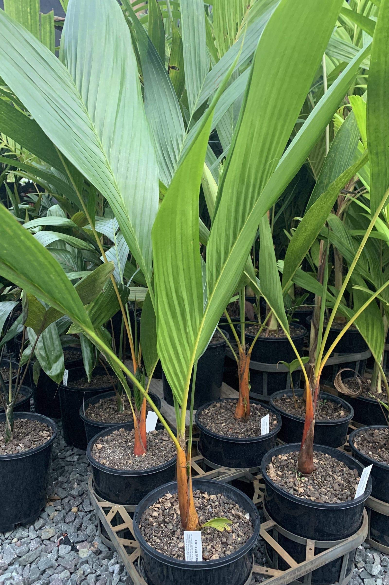 Orange Crownshaft Palm Tree (Areca Vestiaria) - 5 Live Plants in 4 Inch Pots - Rare Florida Ornamental Palms for Tropical Landscaping, Indoor Decor & Garden Centerpiece