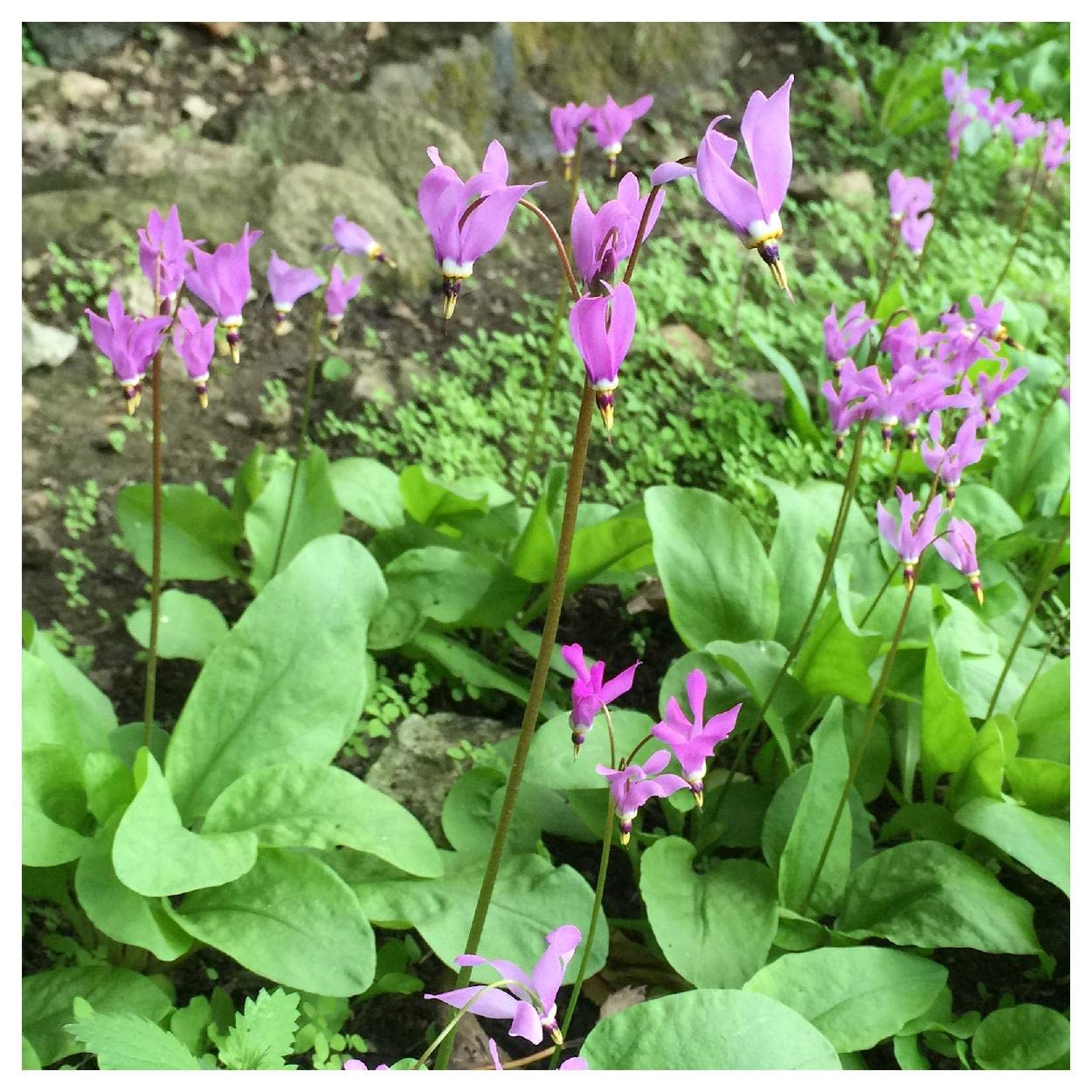 Everwilde Farms - 150 Midland Shooting Star Native Wildflower Seeds - Gold Vault Seed Packet for Pollinator Gardens & Natural Landscaping