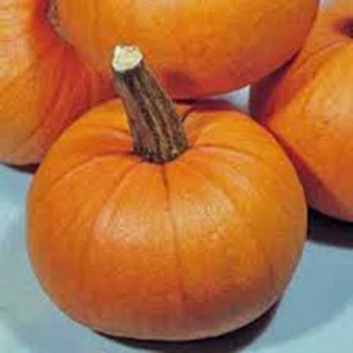 Organic Non-GMO Heirloom Small Sugar Pumpkin Seeds - 50 Count - Perfect for Fall Baking, Halloween Decor & Home Gardening