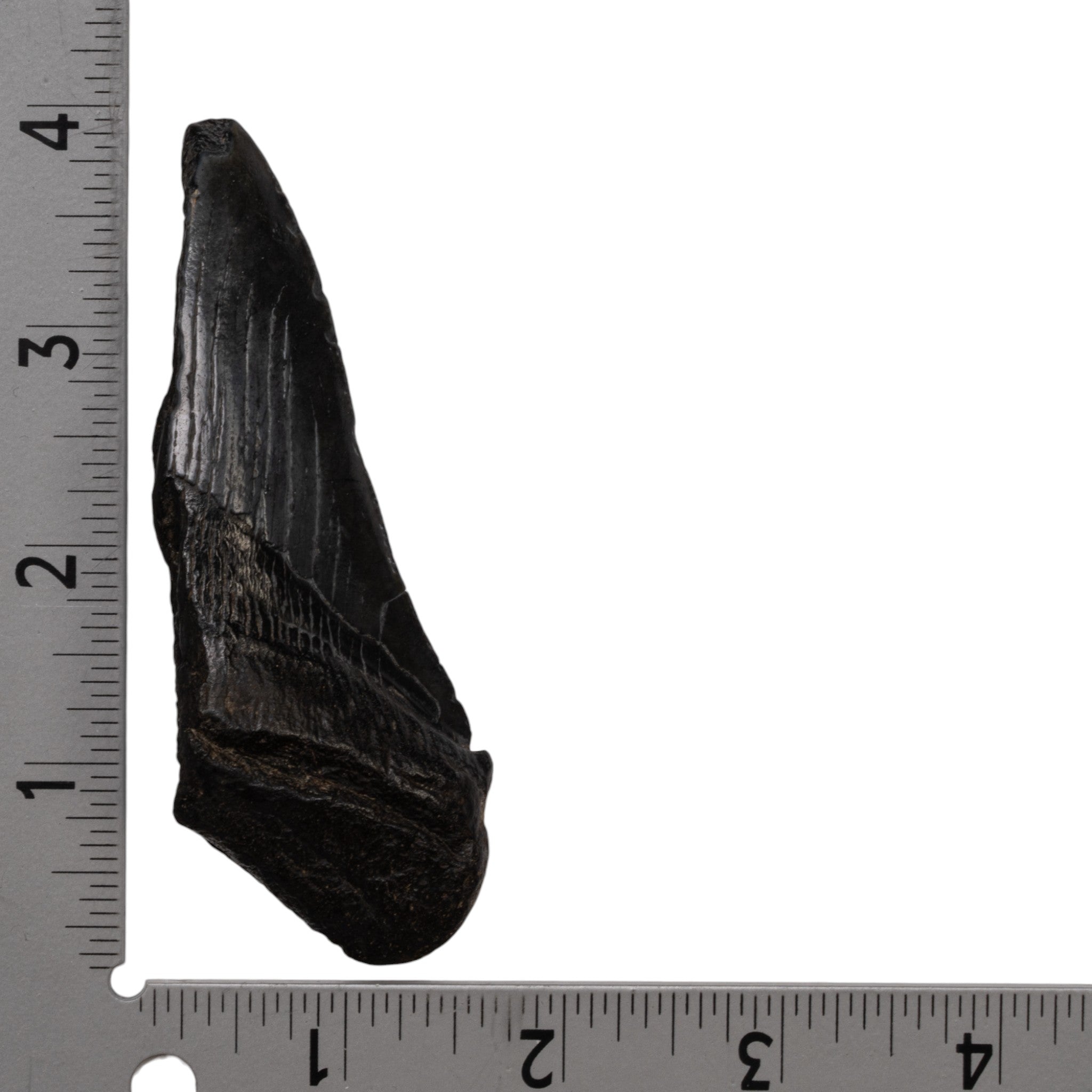 Authentic Megalodon Tooth Fossil - Half Size - Perfect for Collectors, Jewelry Making & Educational Displays