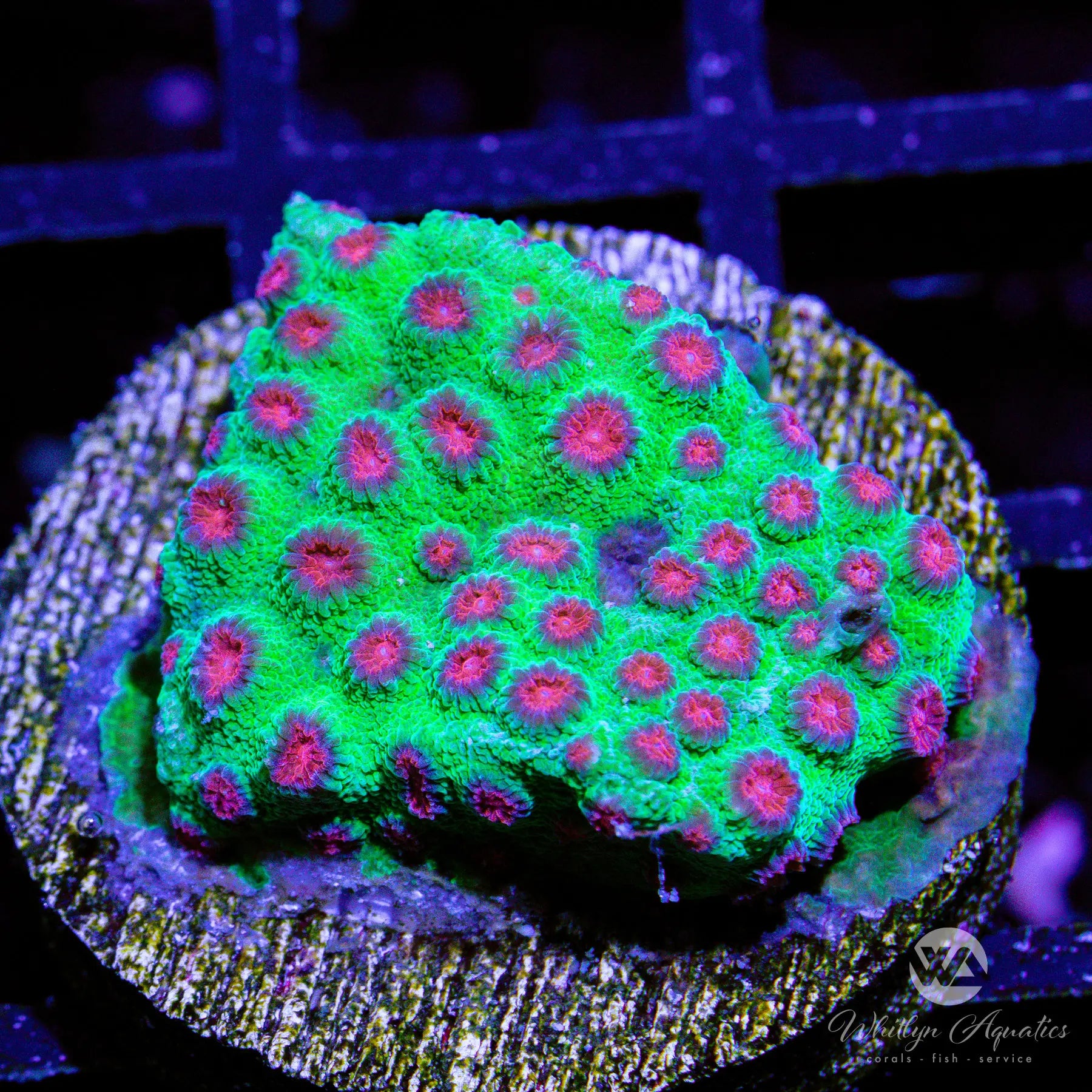 Jingle Bells Cyphastrea Coral - Premium WYSIWYG Saltwater Aquarium Coral for Reef Tanks | Perfect for Marine Aquascaping and Coral Propagation