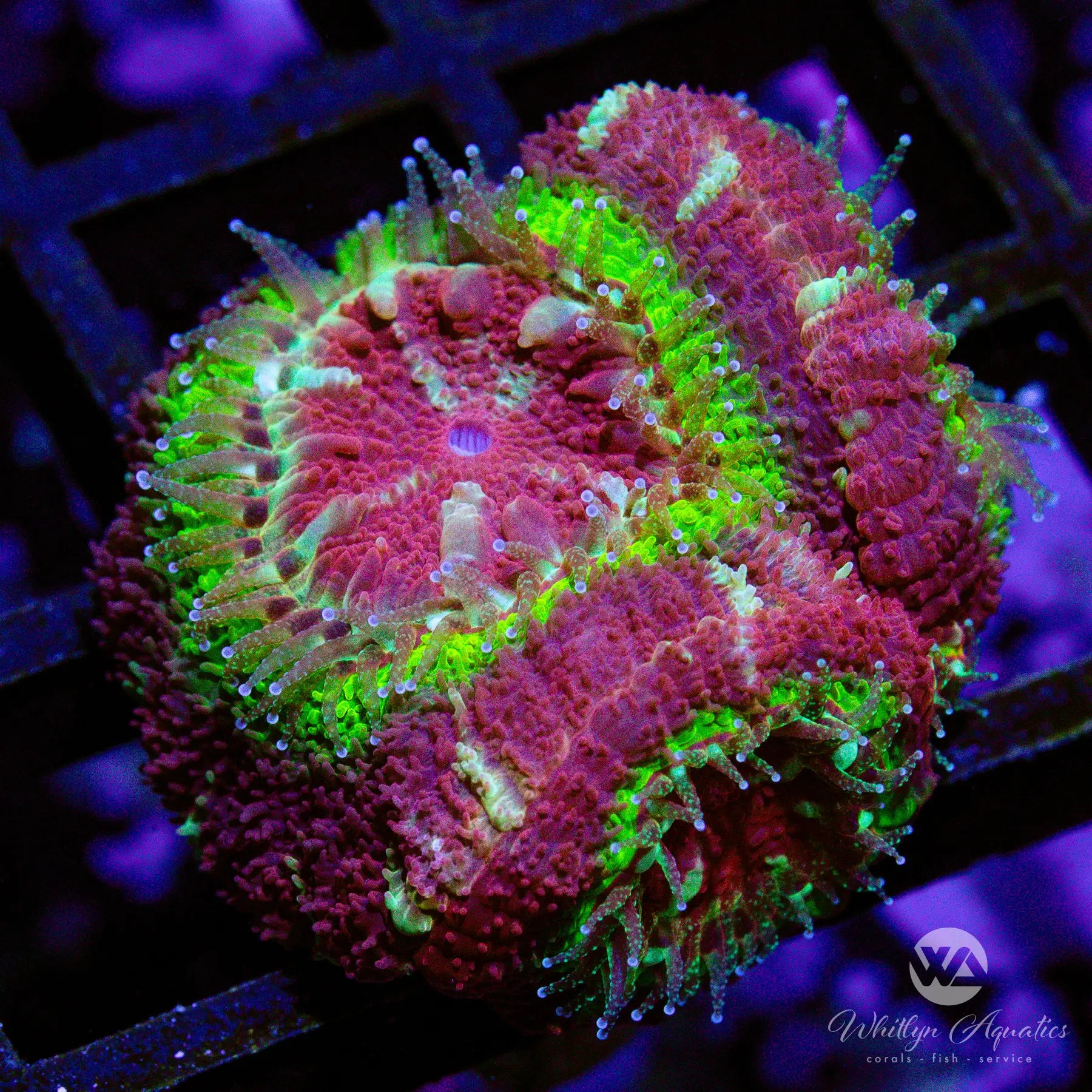 Premium CO2 WA Code Red Acan Coral - WYSIWYG Live Coral for Saltwater Aquariums | Perfect for Reef Tanks & Marine Displays
