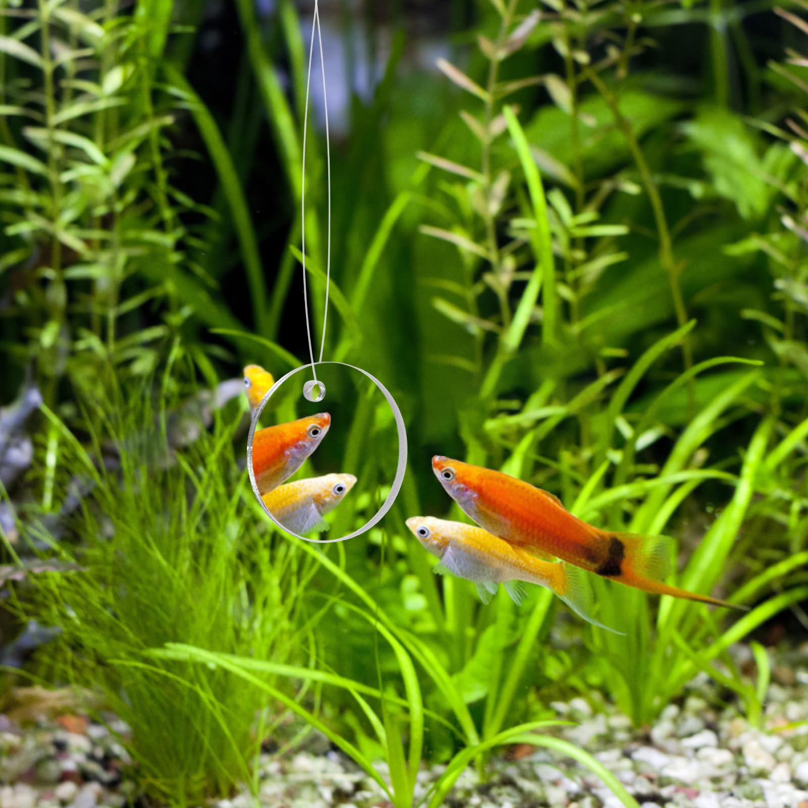 POPETPOP Betta Exercise Mirror - Double Sided Circle Fish Tank Accessory with Floating Ball for Aquarium Fish (5CM) - Stimulate Betta Fish Activity & Reduce Stress