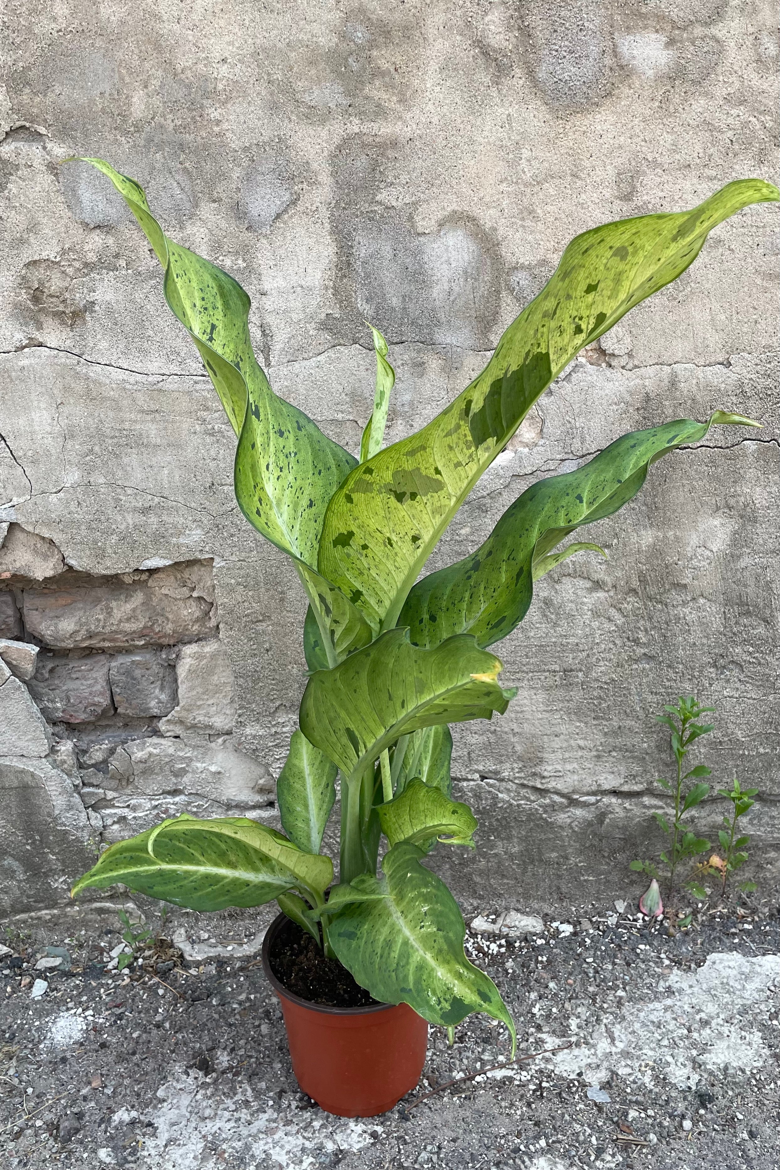 Dieffenbachia 'Camouflage' 6