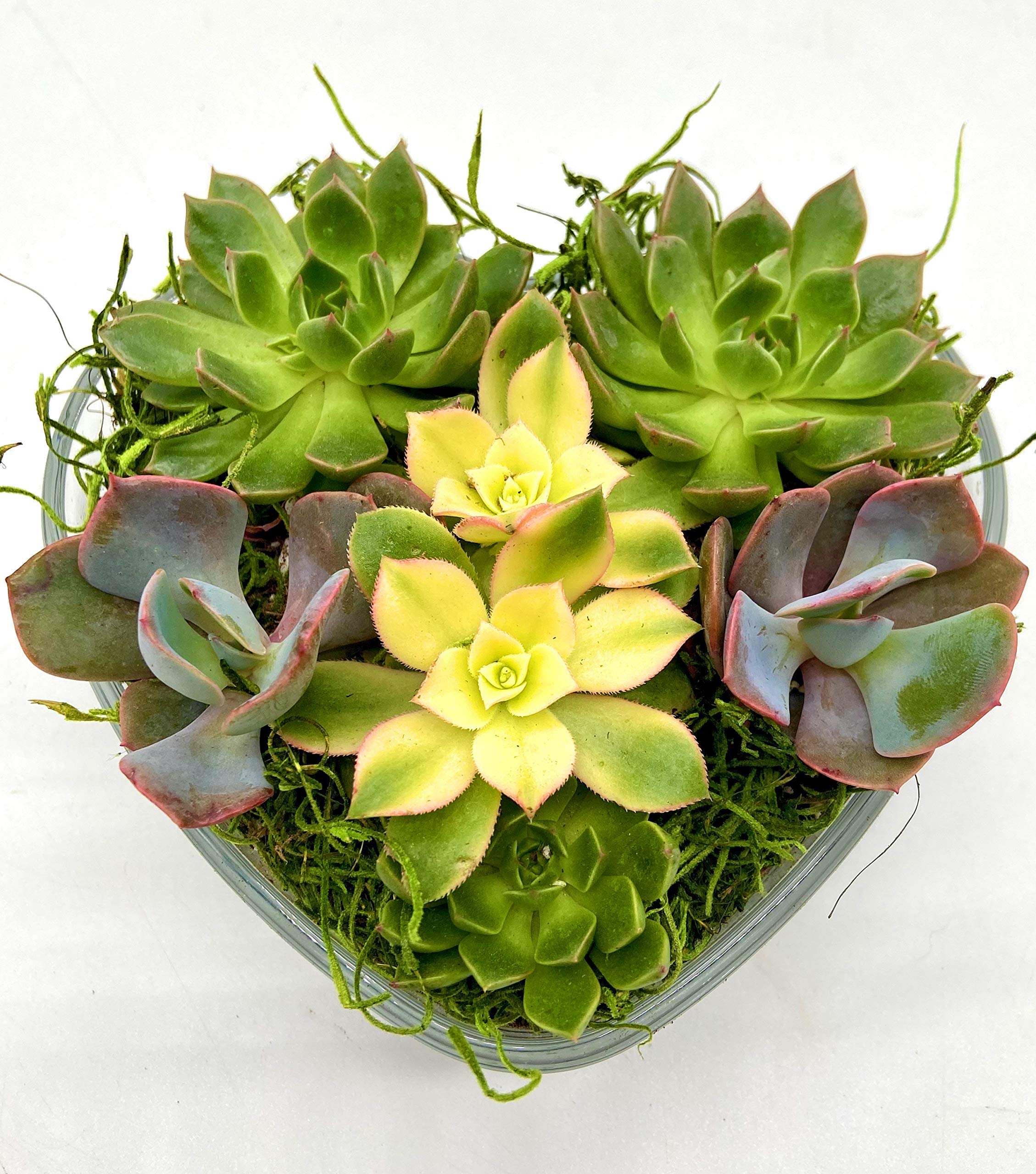 Succulent Terrarium Kit - Heart-Shaped Glass Planter with Live Succulents - Unique Gift for Plant Lovers, Home & Office Decor