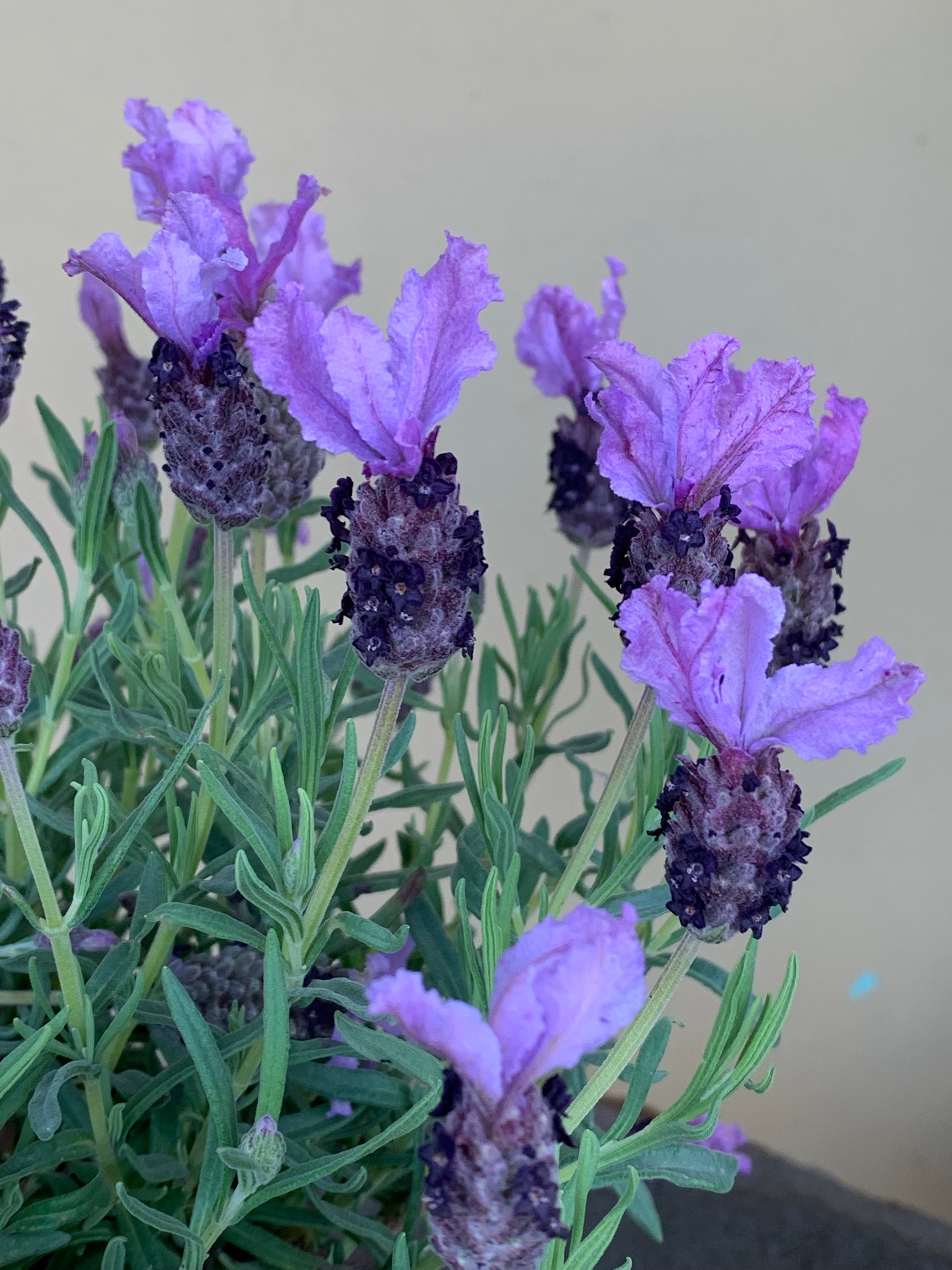Lavender 'Little Posie' Mauve - Fragrant Purple Flowering Plant for Gardens, Landscaping & Aromatherapy | Perfect for Home Decor, Wedding Bouquets & Relaxation Spaces