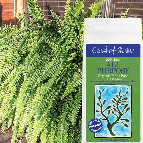 Organic Kelp Meal Plant Food by Coast of Maine - 1 0 1 4 lbs (Pallet of 400) | Natural Fertilizer for Gardens, Lawns & Houseplants | Boosts Growth & Soil Health