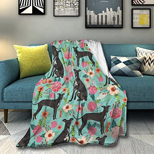 Italian Greyhound