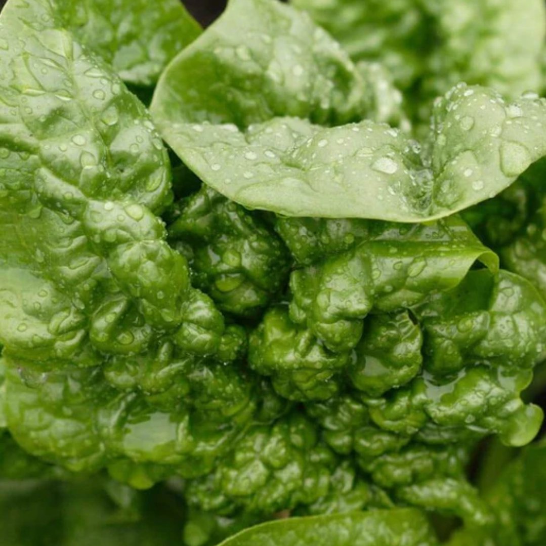 Organic Bloomsdale Savoy Spinach Seeds for Planting - Non-GMO, Heirloom Variety - Perfect for Home Gardens, Containers & Fresh Salads