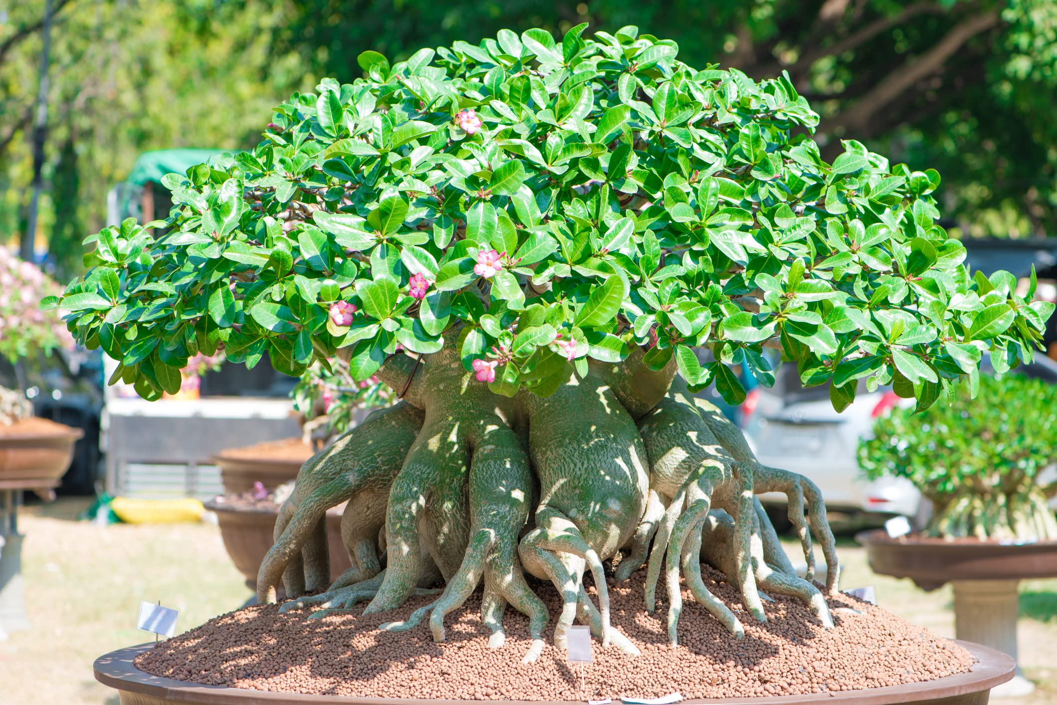 Exotic Desert Rose Seeds (Adenium Obesum) - Pack of 10 Rare Mixed Seeds for Bonsai, Home Garden & Succulent Lovers