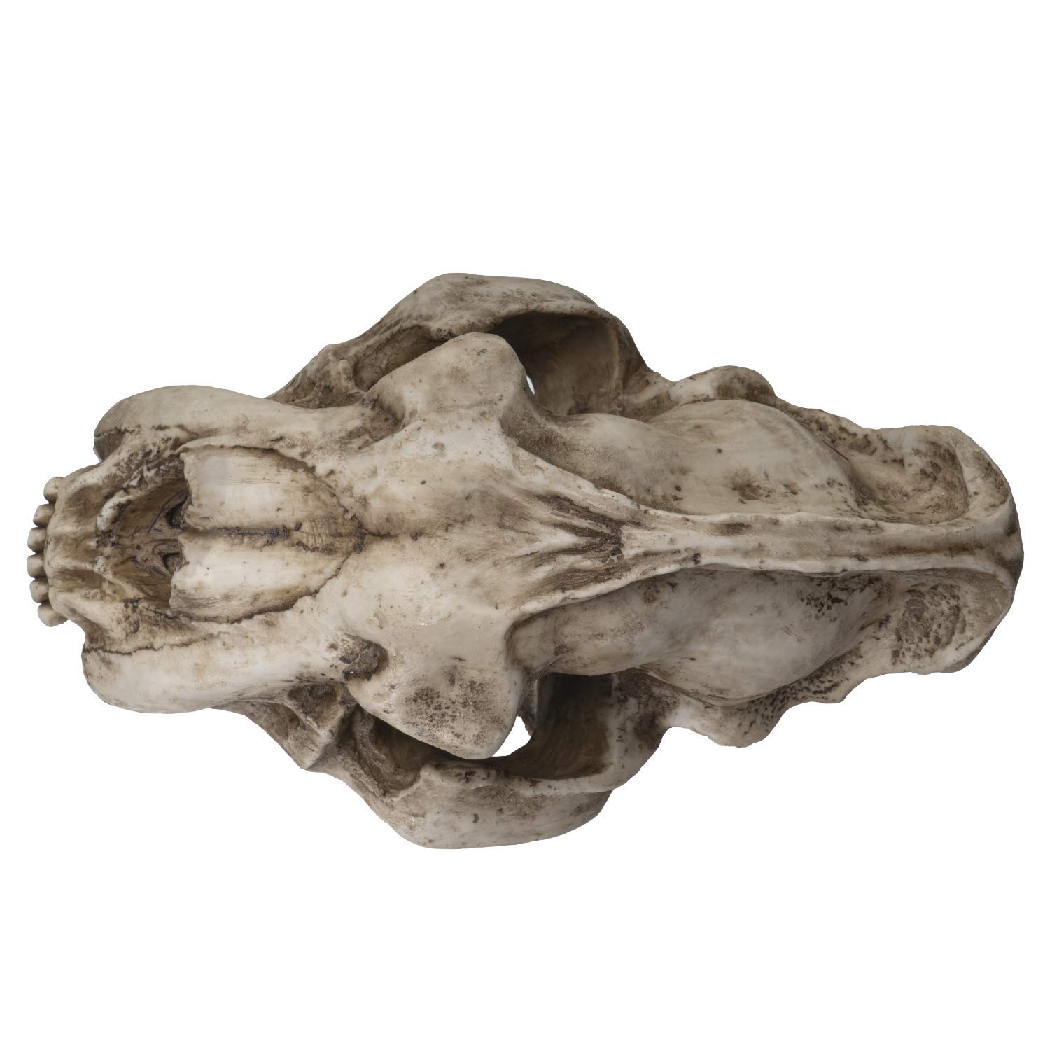 SUMMIT COLLECTION Polystone Resin Sabertooth Tiger Skull Replica - 12.5