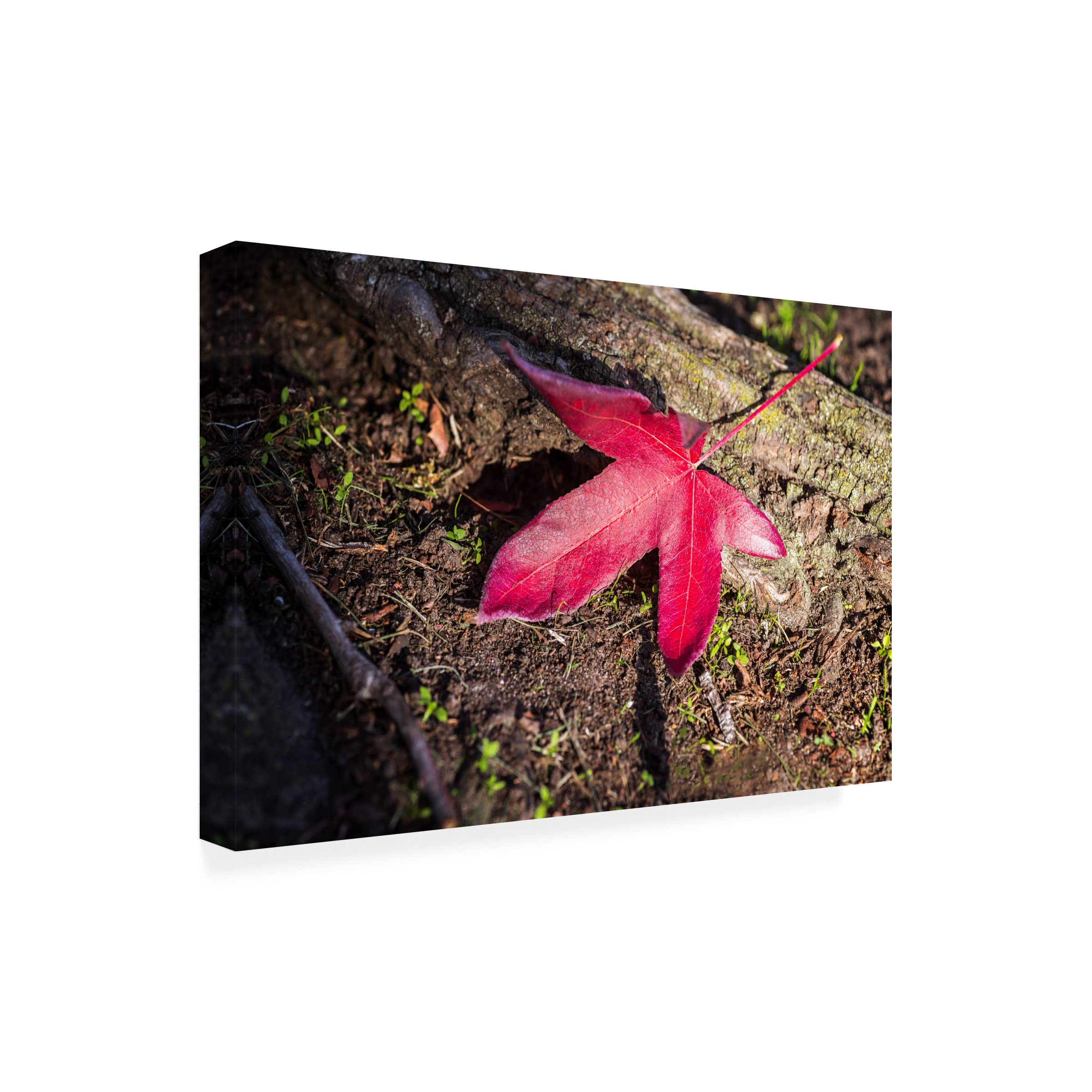 Joseph S Giacalone 'Autumn's Solitude' 16x24 Canvas Wall Art Print - Handmade Home Decor for Living Room, Bedroom & Office