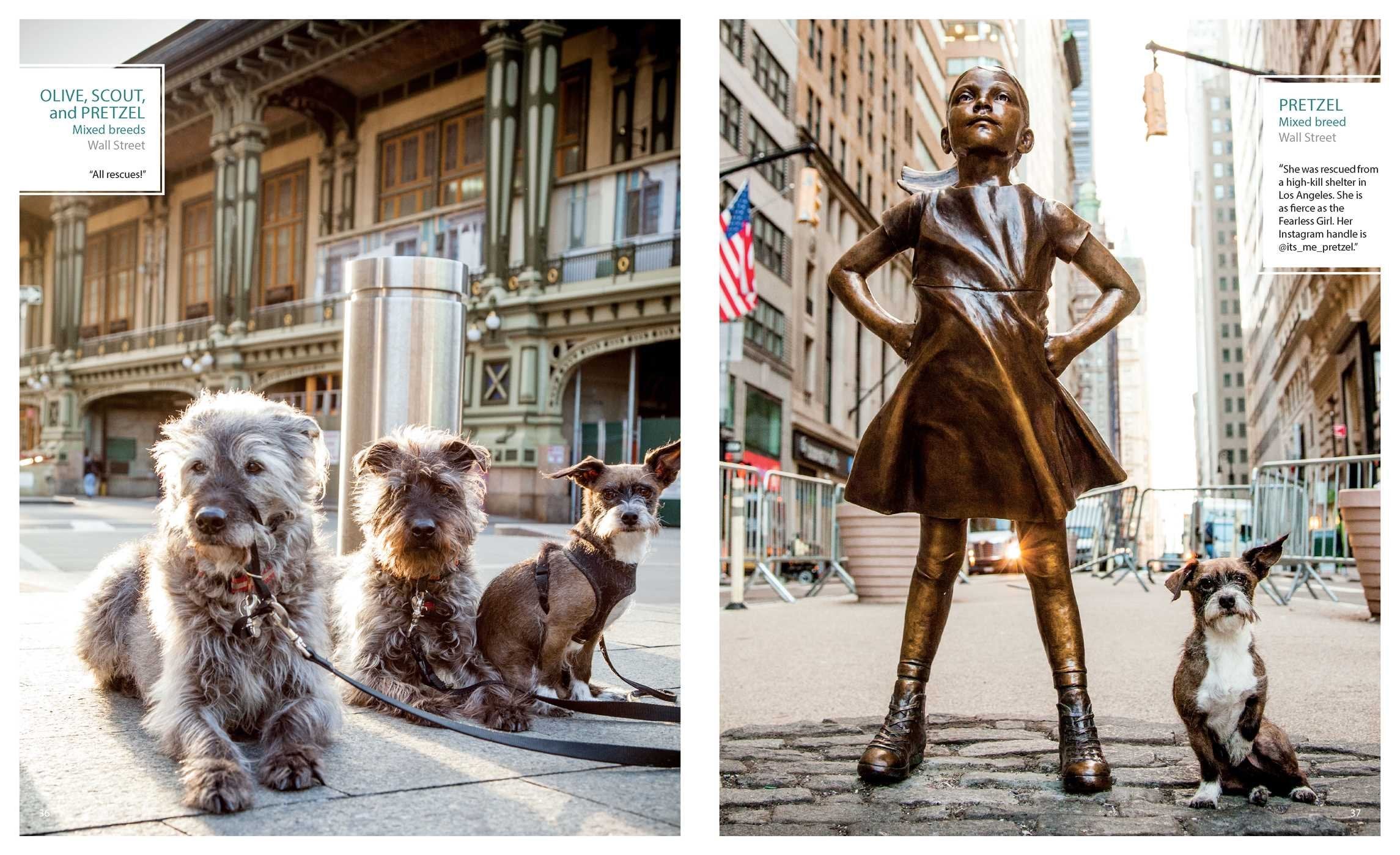 Canines of New York - Premium Dog Accessories & Apparel for Urban Pet Lovers | Perfect for City Walks, Dog Parks & Stylish Pet Owners