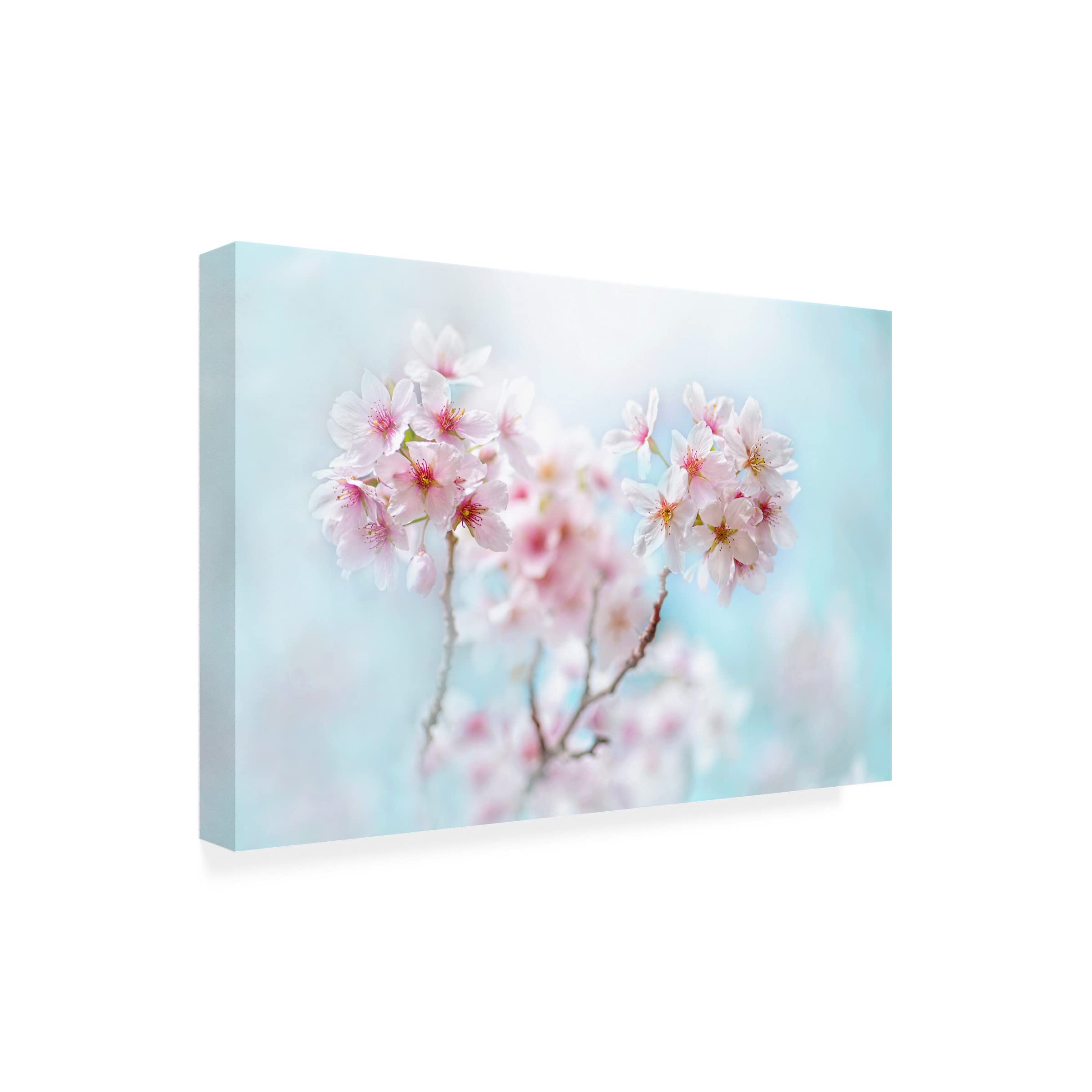 Jacky Parker 'Yoshino' Canvas Art Print - Japanese Cherry Blossom Wall Decor for Living Room, Bedroom & Office - Trademark Fine Art Collection