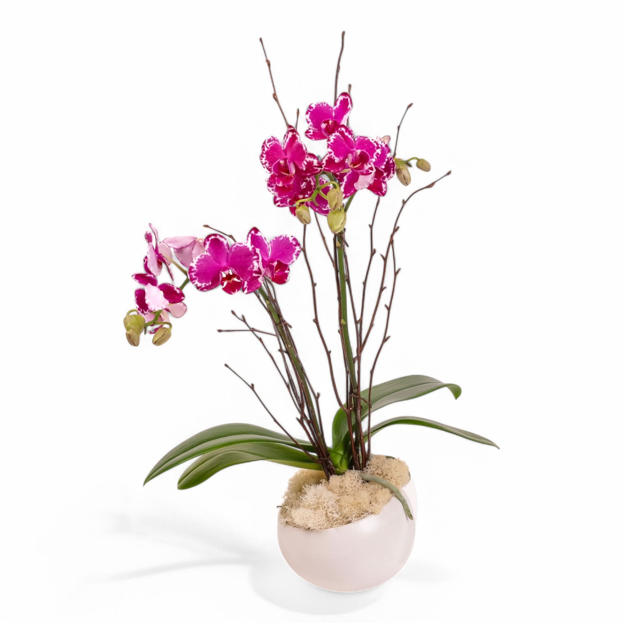Avant Garden Mini Orchid Planting Kit - Premium Indoor Orchid Growing Set with Pot, Soil & Care Guide - Perfect for Home, Office Decor & Gift Giving