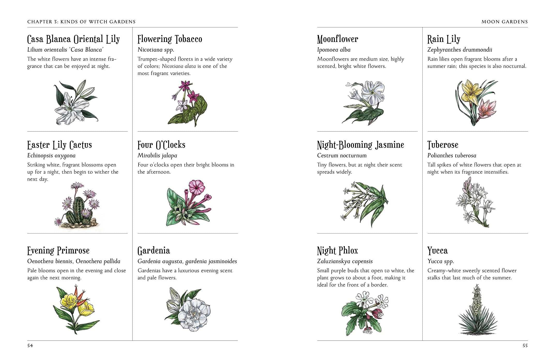 The Green Witch's Garden: Complete Guide to Creating & Cultivating a Magical Herbal Garden Space | Green Witchcraft Series | Perfect for Wiccan Altars, Moon Rituals & Spiritual Healing