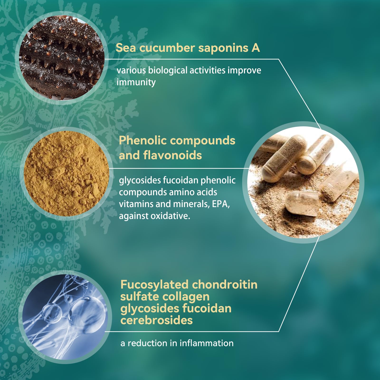 Premium Wild Sea Cucumber Supplement Capsules - Rich in Fucosylated Chondroitin Sulfate, Collagen & Antioxidants - Supports Energy, Immunity & Joint Health - Natural Source of Glycosides, Vitamins & Minerals - Ideal for Athletes, Busy Professionals & Health-Conscious Individuals