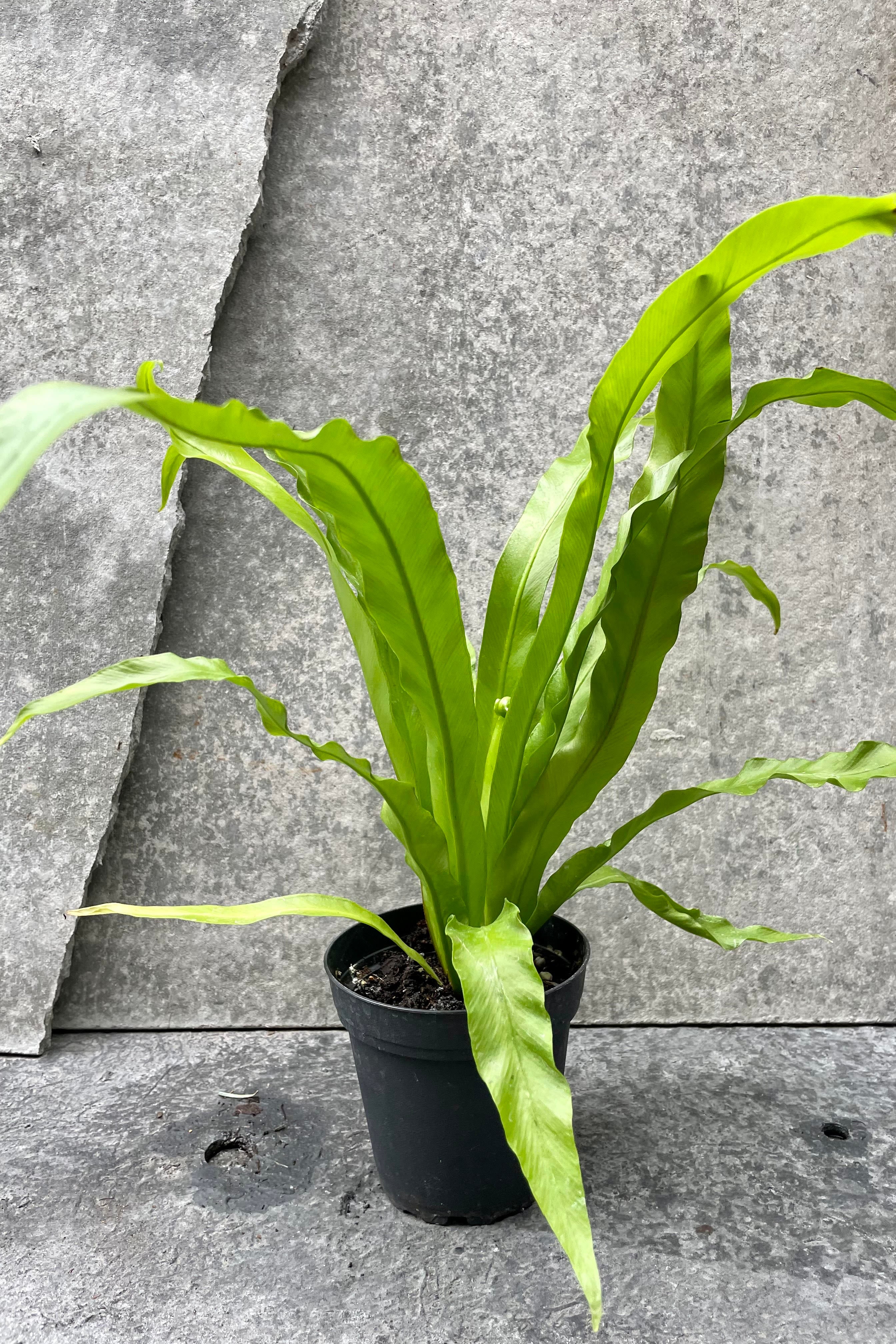Asplenium Nidus 'Japanese' Bird's Nest Fern - 4 Inch Live Indoor House Plant for Home, Office Decor | Perfect for Low Light Spaces, Bathrooms & Air Purification