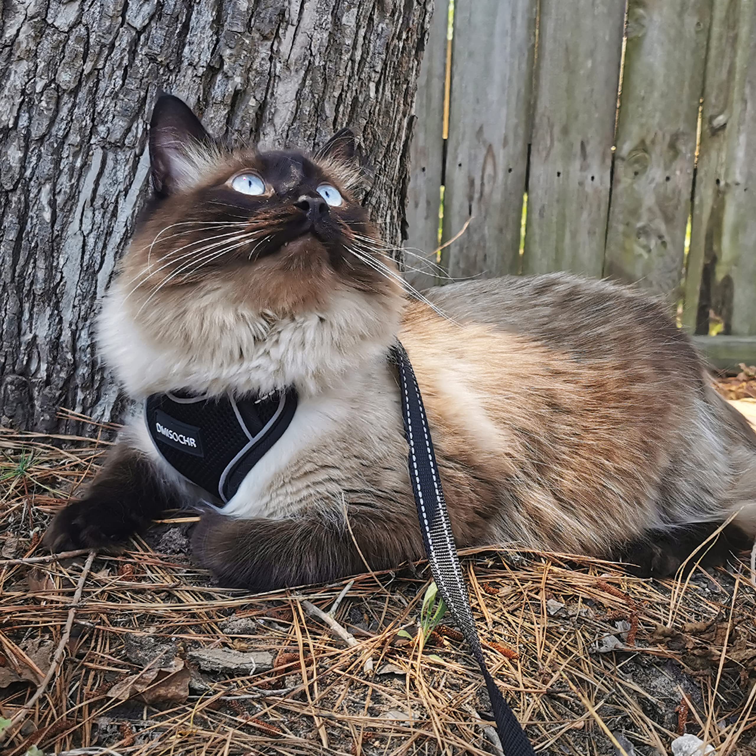 **Escape-Proof Cat Harness and Leash Set - Reflective Adjustable Mesh Vest for Small to Large Cats & Puppies - Soft Breathable Full-Body Harness (Black) - Perfect for Outdoor Walks, Travel & Adventure**