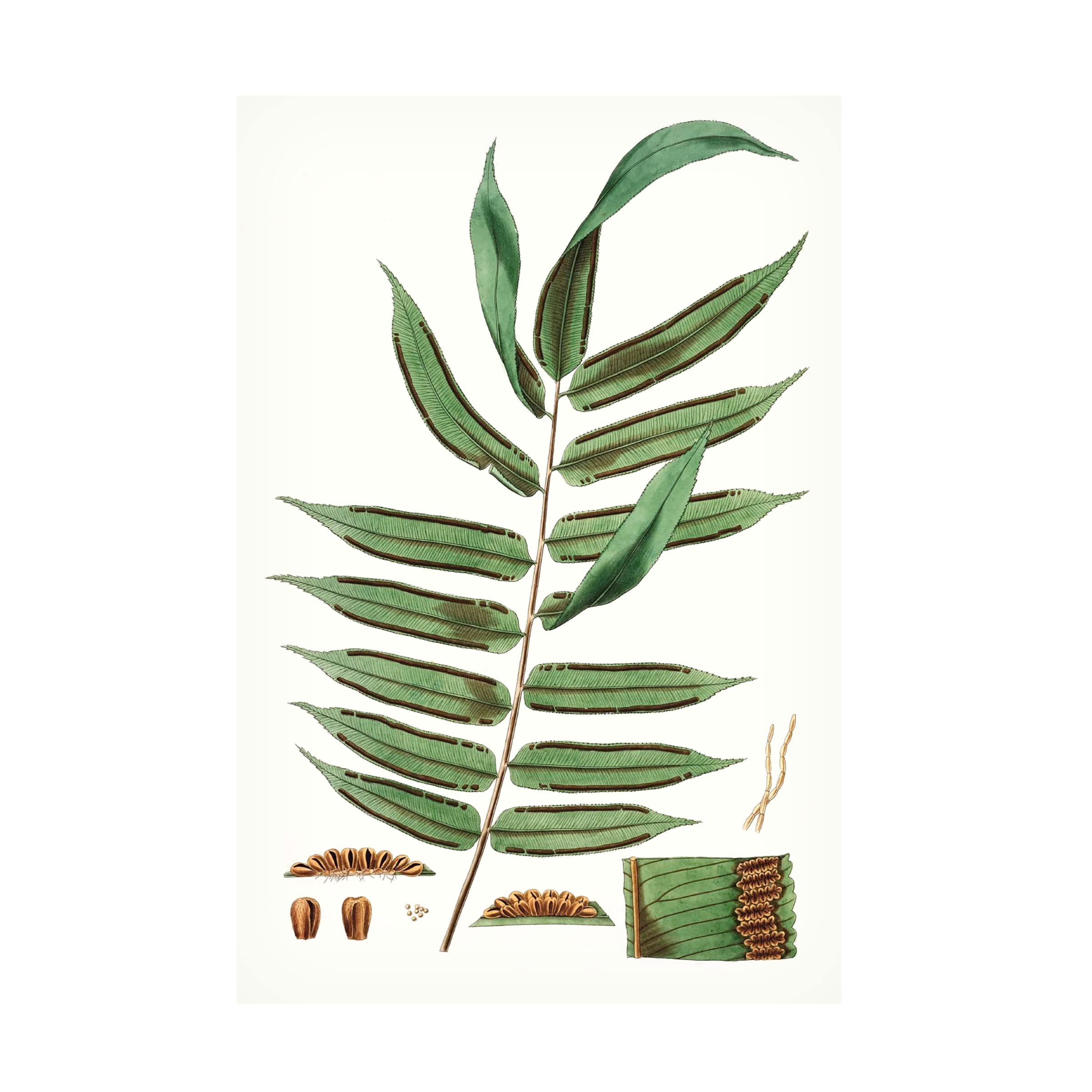 Trademark Fine Art 'Fern Foliage I' Canvas Wall Art Print by Vision Studio - Perfect for Living Room, Bedroom & Office Decor