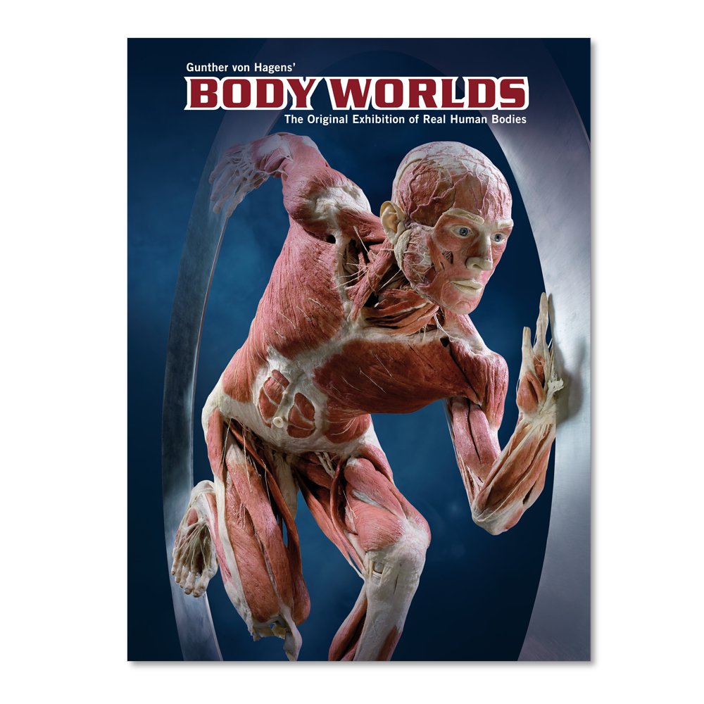 Body Worlds: The Original Exhibition of Real Human Bodies | Explore Human Anatomy & Science Education for Museums & Schools