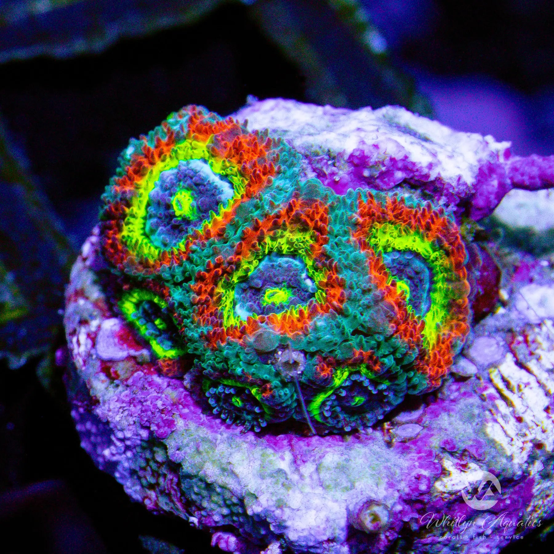 C25 Holy Grail Micromussa Coral - Ultra Rare WYSIWYG Live Coral for Saltwater Aquariums | Perfect for Reef Tanks & Coral Frag Racks