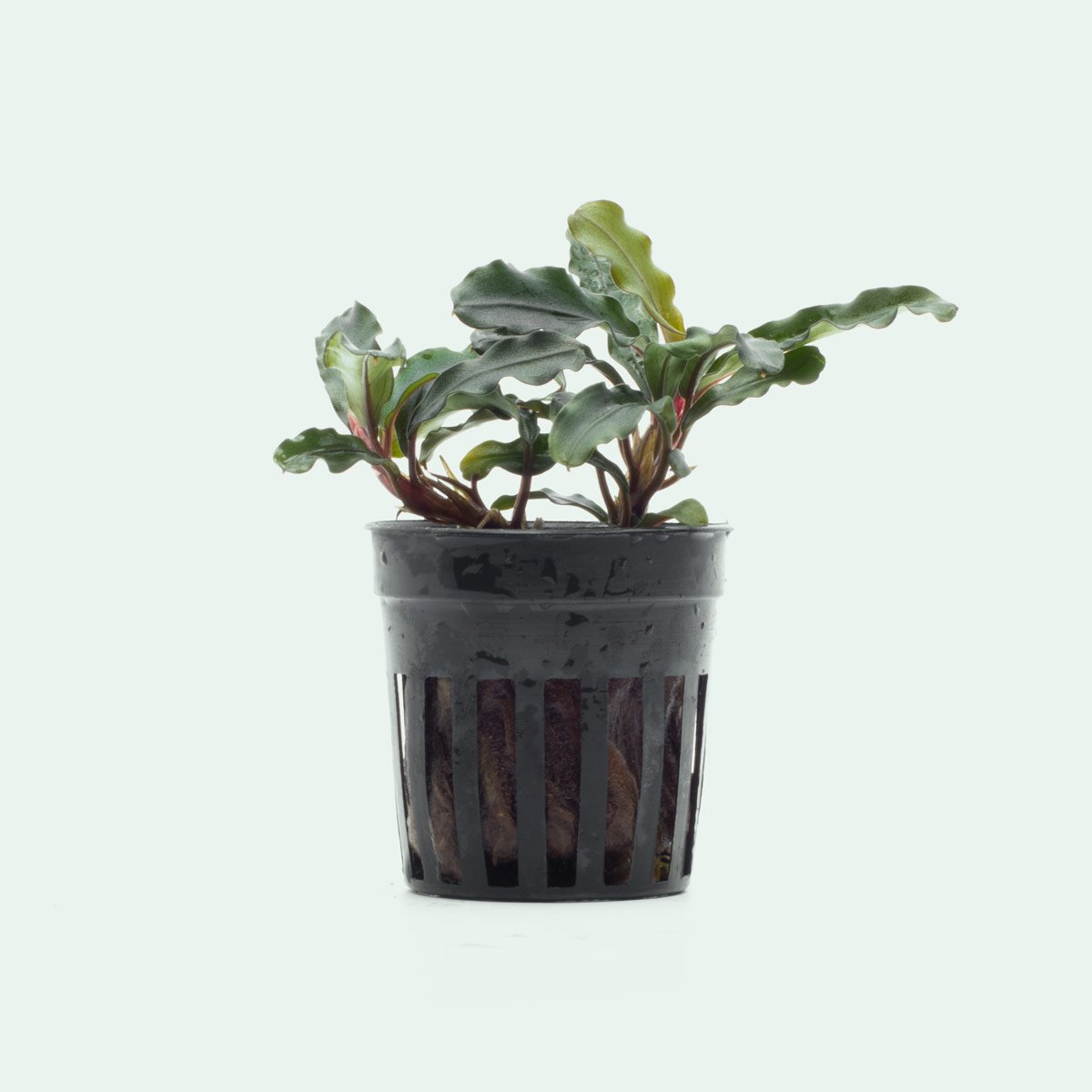 Bucephalandra Dark Green Wavy Live Aquarium Plant for Fish Tank - Perfect for Aquascaping, Shrimp Tanks & Natural Aquatic Decor