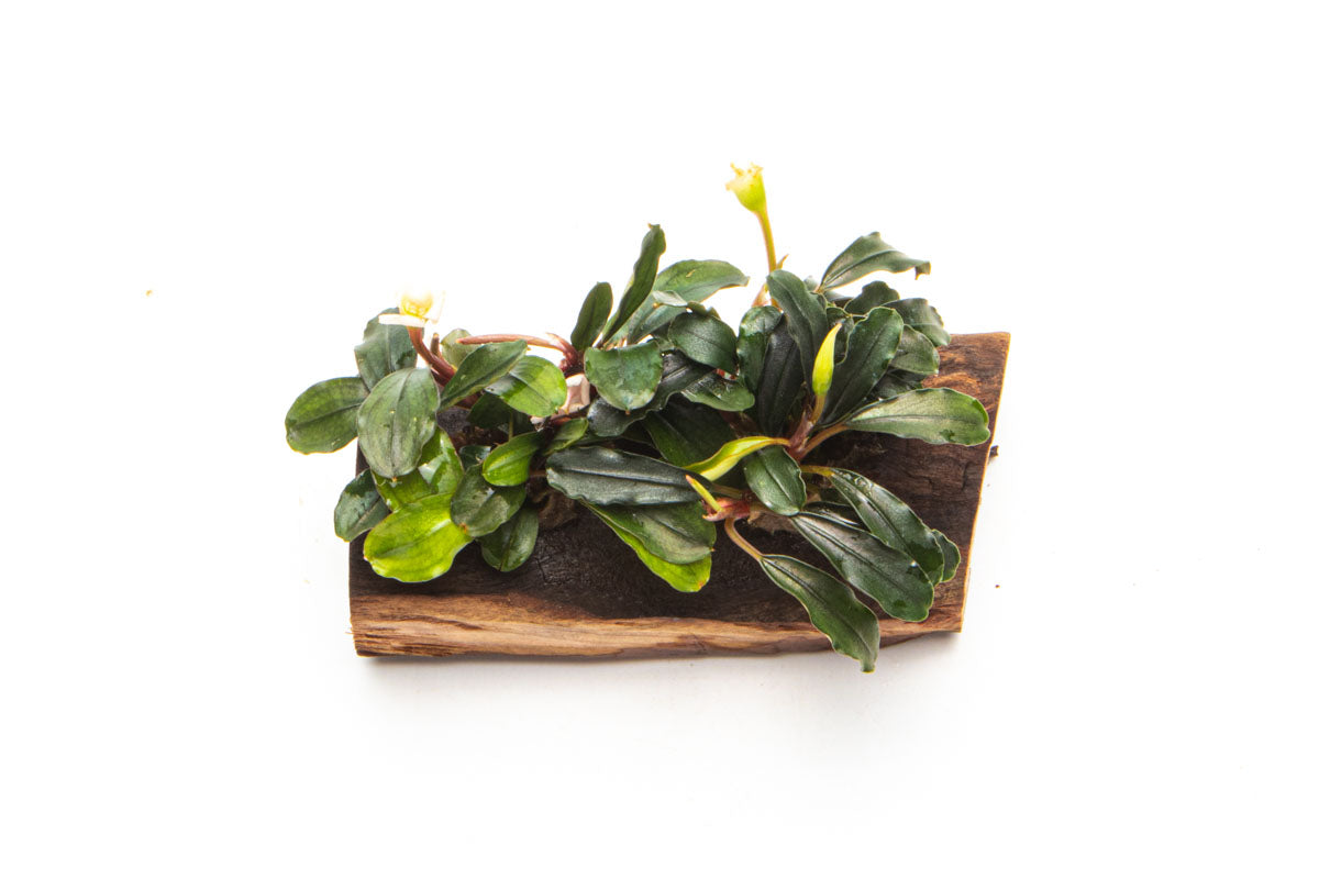 Bucephalandra Mixed Driftwood - Live Aquarium Plants for Fish Tank Decor | Perfect for Aquascaping, Nano Tanks & Natural Aquatic Environments