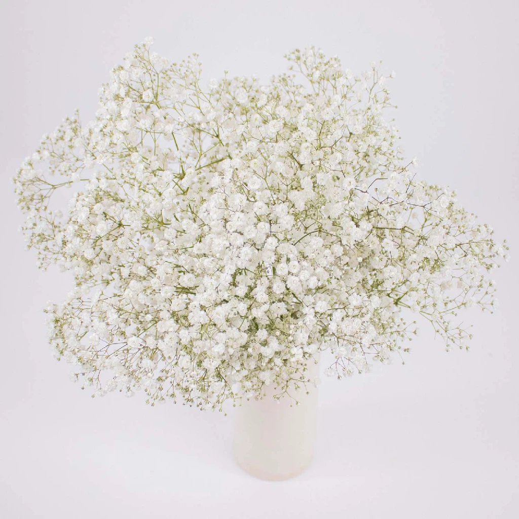 Baby's Breath Flowers for Wedding Bouquets & Romantic Decorations - Fresh Gypsophila Elegant Arrangements for Baby Showers, Bridal Parties & Home Decor