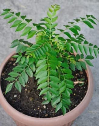 Organic Curry Leaf Plant (Murraya Koenigii) - Live Herb for Indian Cooking, Ayurvedic Remedies & Home Gardening - Perfect for Fresh Curry Leaves, Spice Blends & Natural Remedies