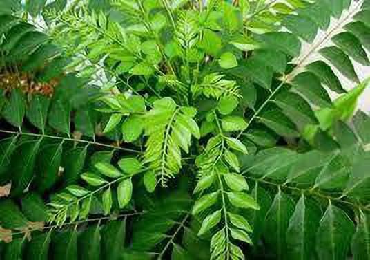 Organic Curry Leaf Plant (Murraya Koenigii) - Fresh Live Herb for Cooking, Ayurvedic Remedies & Home Gardening - Perfect for Indian Cuisine, Herbal Teas & Natural Health Benefits