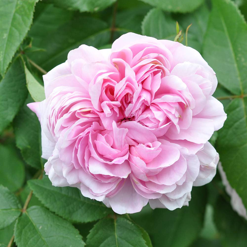 Jacques Cartier Pink Rose Bush - Heirloom Roses Live Plant for Outdoor Planting | Perfect for Garden Landscaping, Wedding Decor & Home Gardens