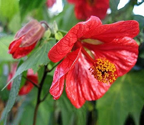 Elwyn Red Abutilon Belle Vue Mix Flower Seeds - Premium Flowering Plant Seeds for Garden, Patio & Landscaping - Attracts Hummingbirds & Butterflies