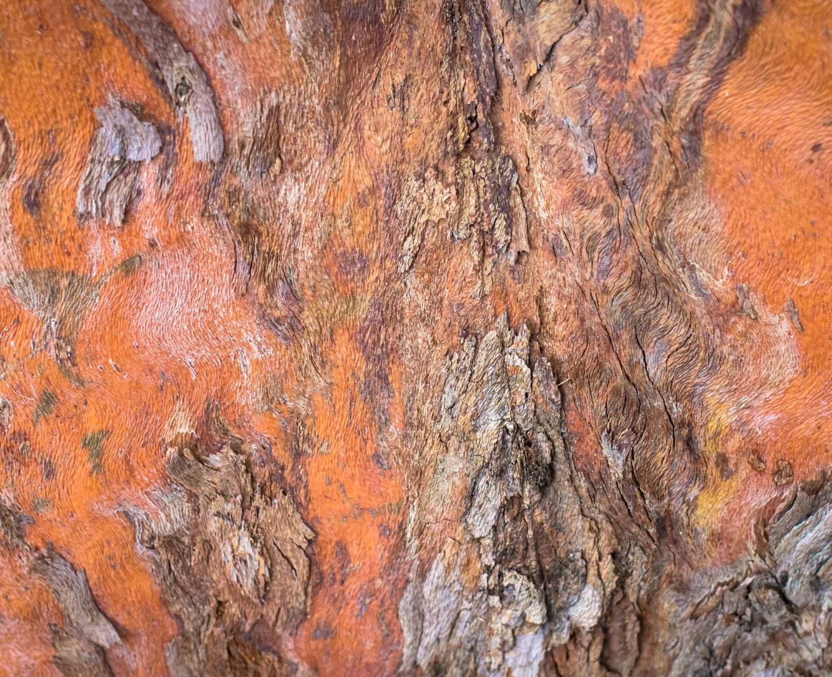 Organic Eucalyptus Bark for Crafts, DIY, and Home Decor - Natural Rustic Decorations for Weddings, Centerpieces, and Floral Arrangements