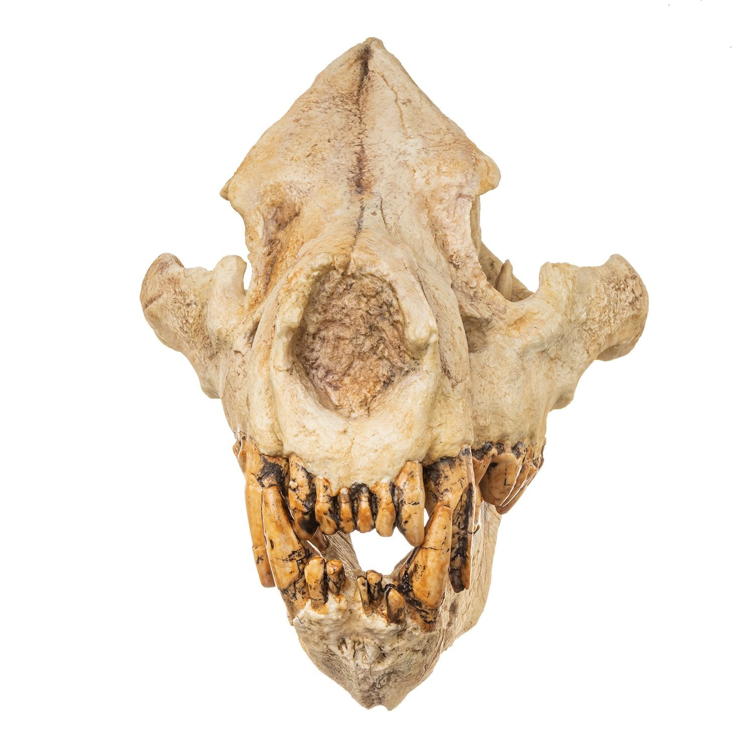Giant Hyena Fossil Skull Replica - Lifelike Prehistoric Animal Skull for Home Decor, Museum Display & Educational Use