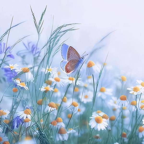 25 Daisy