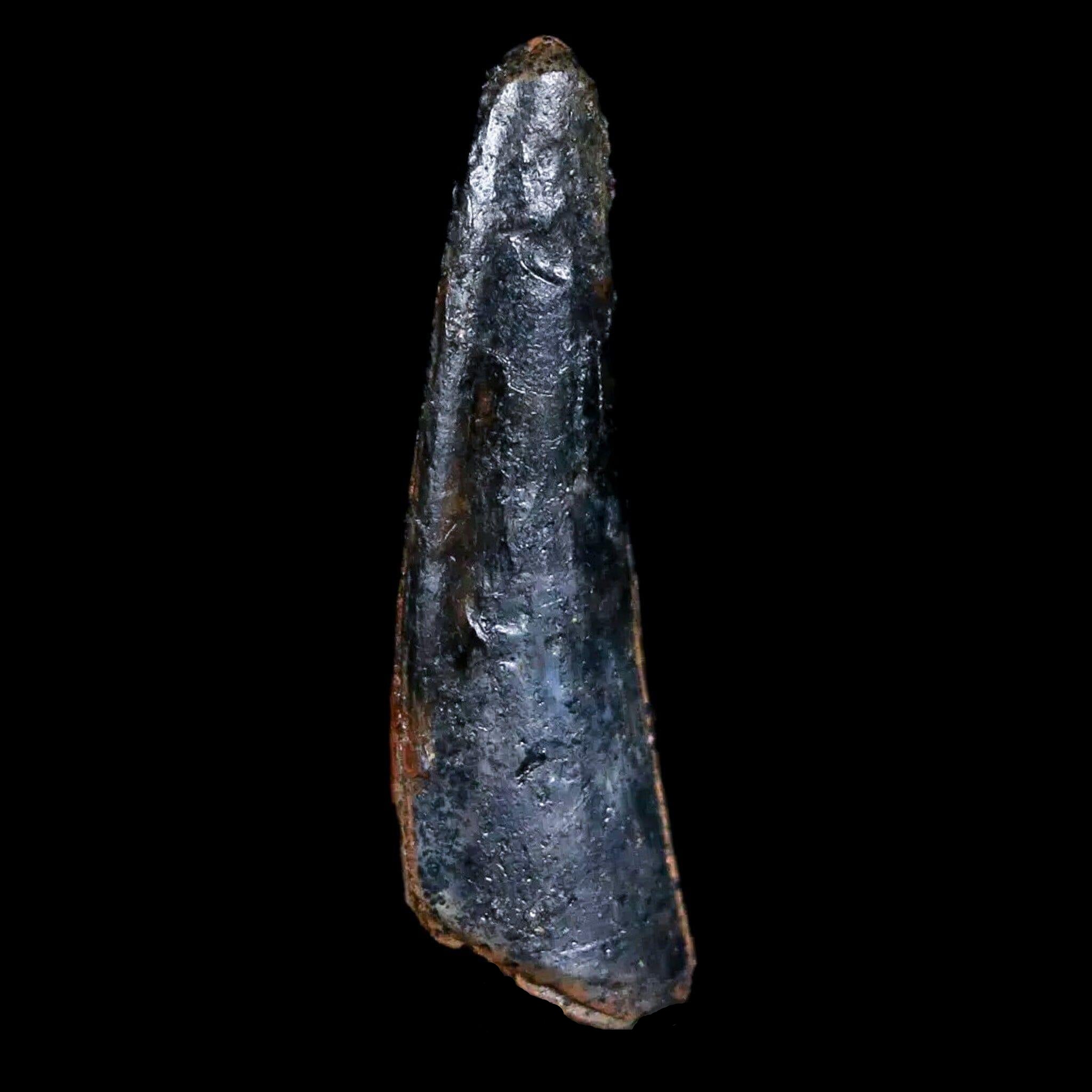Authentic Pterosaur Coloborhynchus Fossil Tooth - Upper Cretaceous Era - Morocco - Includes COA & Display Case - Perfect for Collectors, Paleontology Enthusiasts, and Home Decor