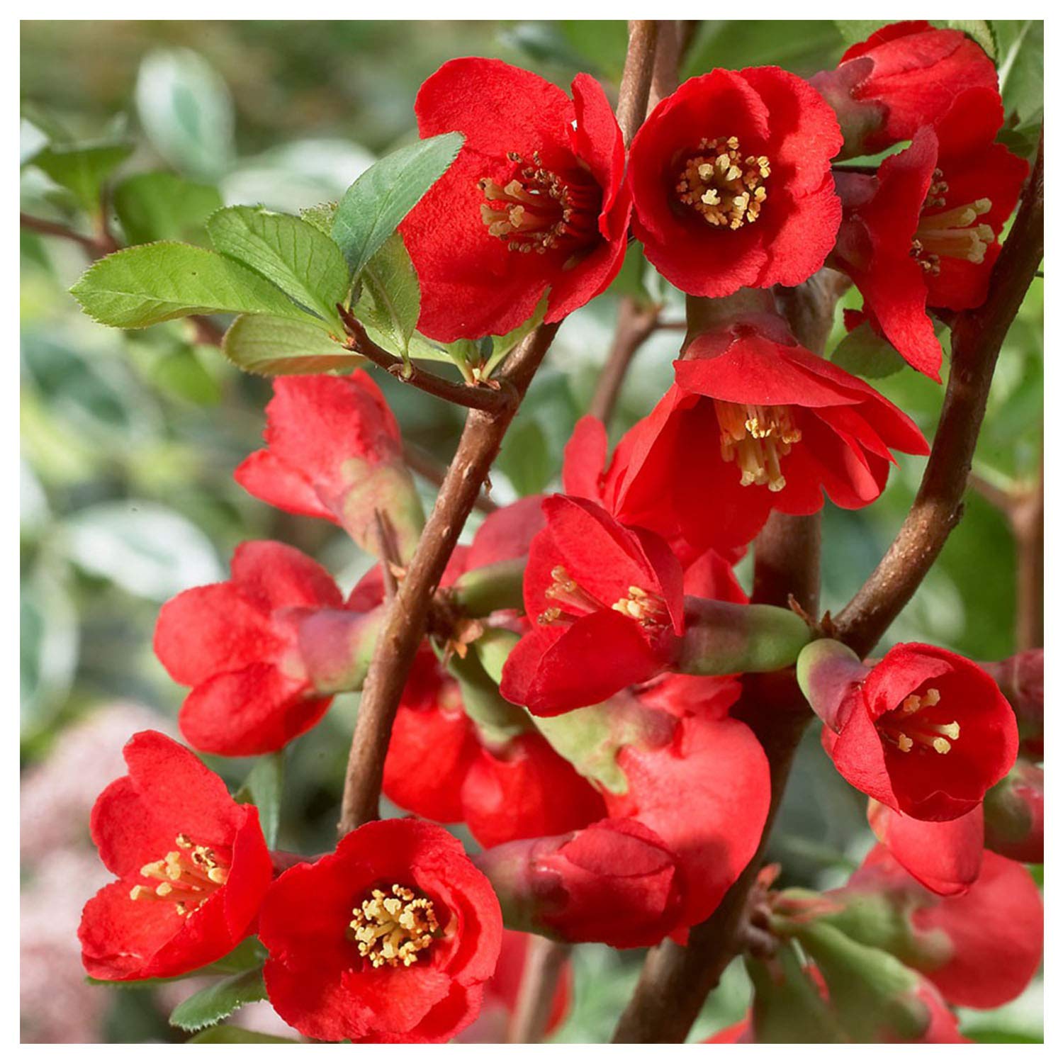 **Texas Scarlet Red Flowering Quince Plant - 1 Gallon Pot, Live Healthy Shrub with Vibrant Spring Blooms for Landscaping & Garden Decor**    *(Perfect for Borders, Hedges, or as a Stunning Focal Point in Your Outdoor Space!)*