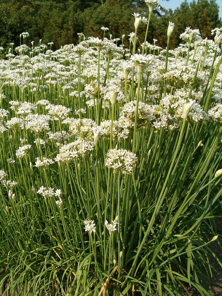 Organic Allium tuberosum Starter Plants - Chinese Leek, Garlic Chives (10 Pack) - Perfect for Home Gardens, Asian Cooking & Fresh Herb Lovers