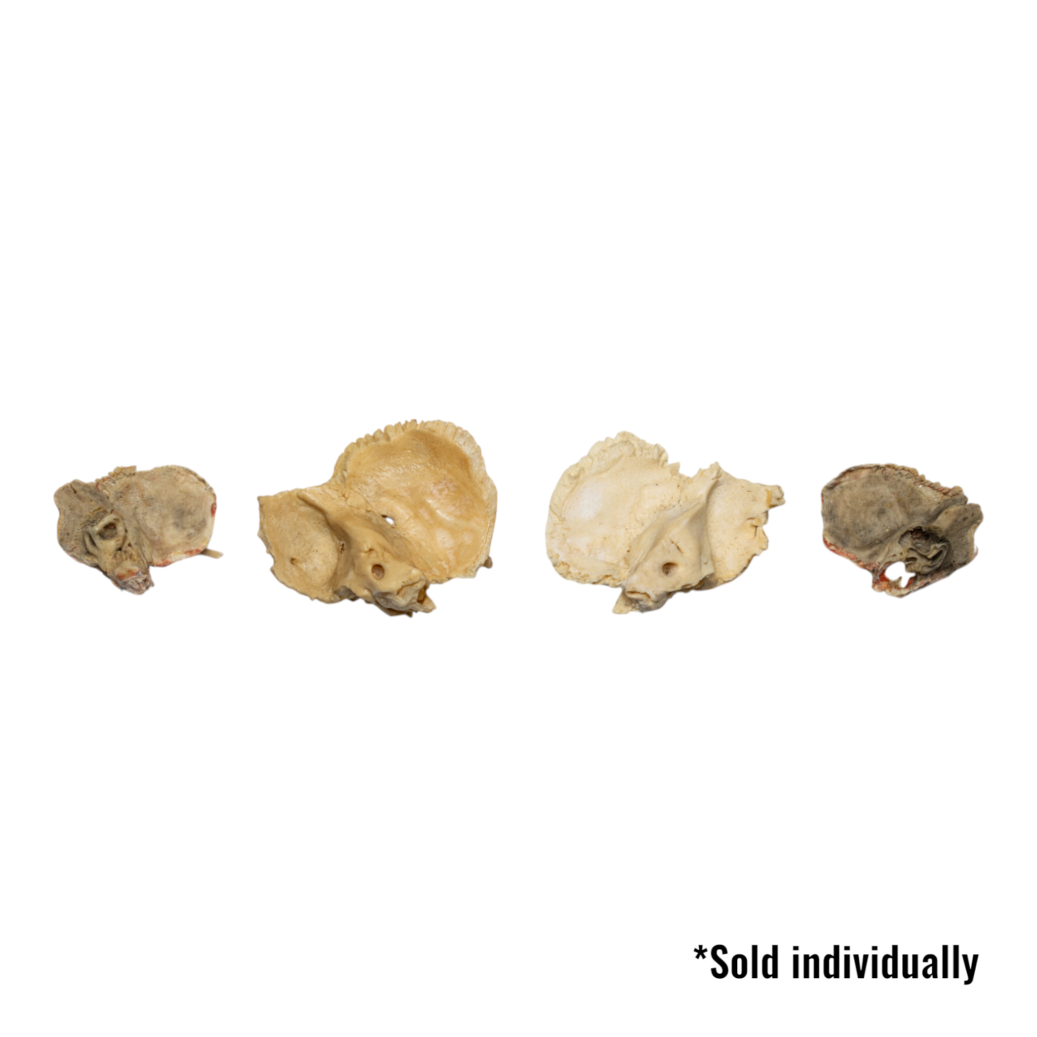 Authentic Human Child Temporal Bone Specimen - Single Piece for Medical Study, Anatomy Education & Research | Ideal for Medical Schools, Laboratories & Forensic Science