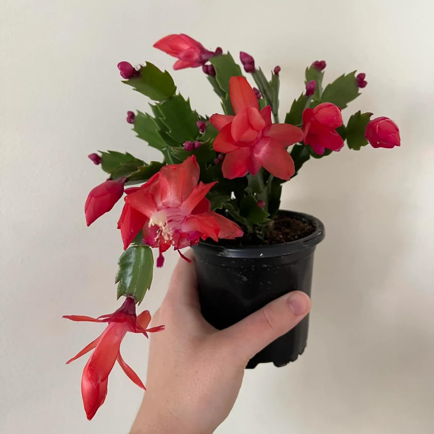 Christmas Cactus Plant - Live Indoor Cactus Tree in 4