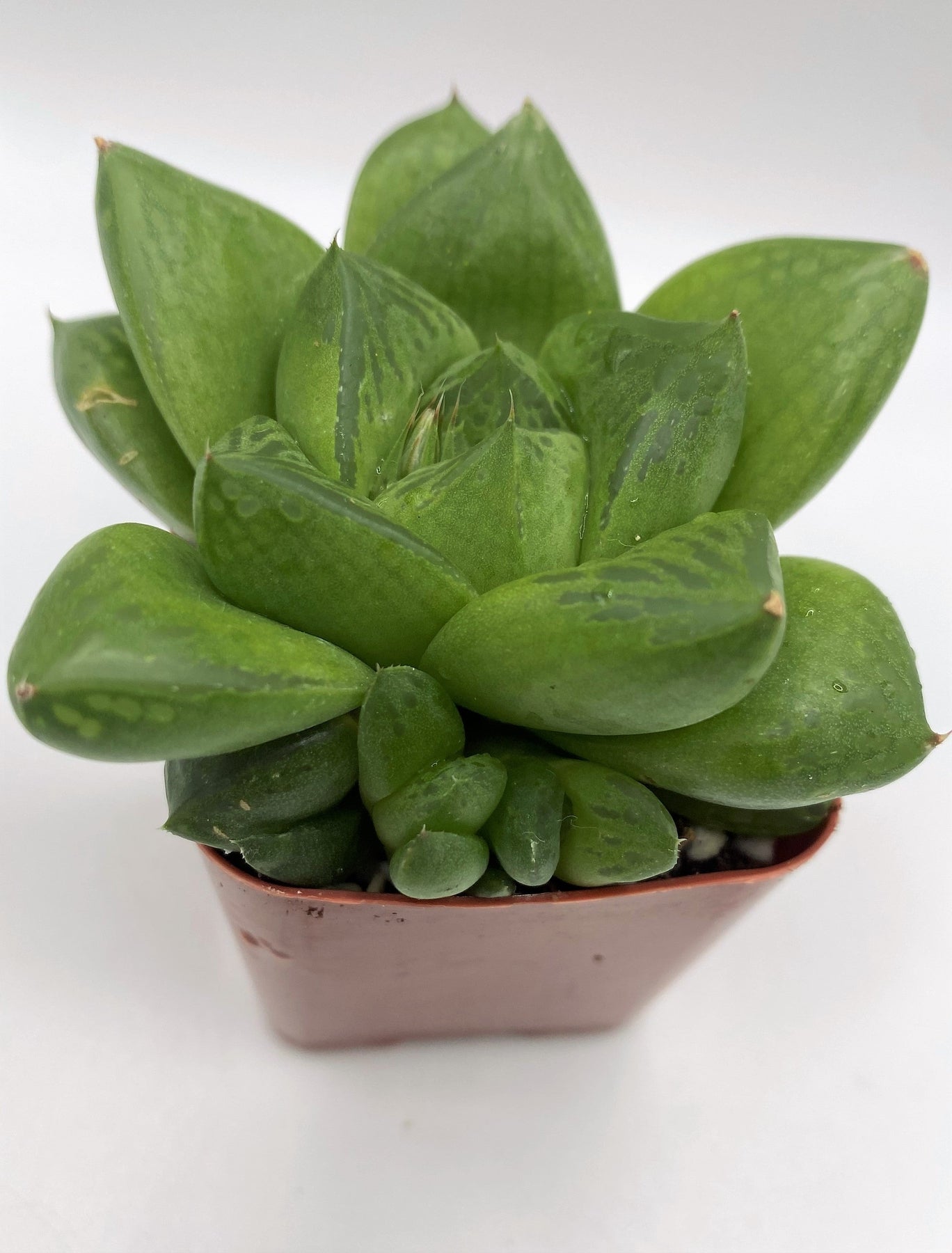 Haworthia Succulent Plants - Live Indoor Succulents for Home, Office, and Garden Decor | Perfect for Terrariums, Wedding Favors, and Gift Giving